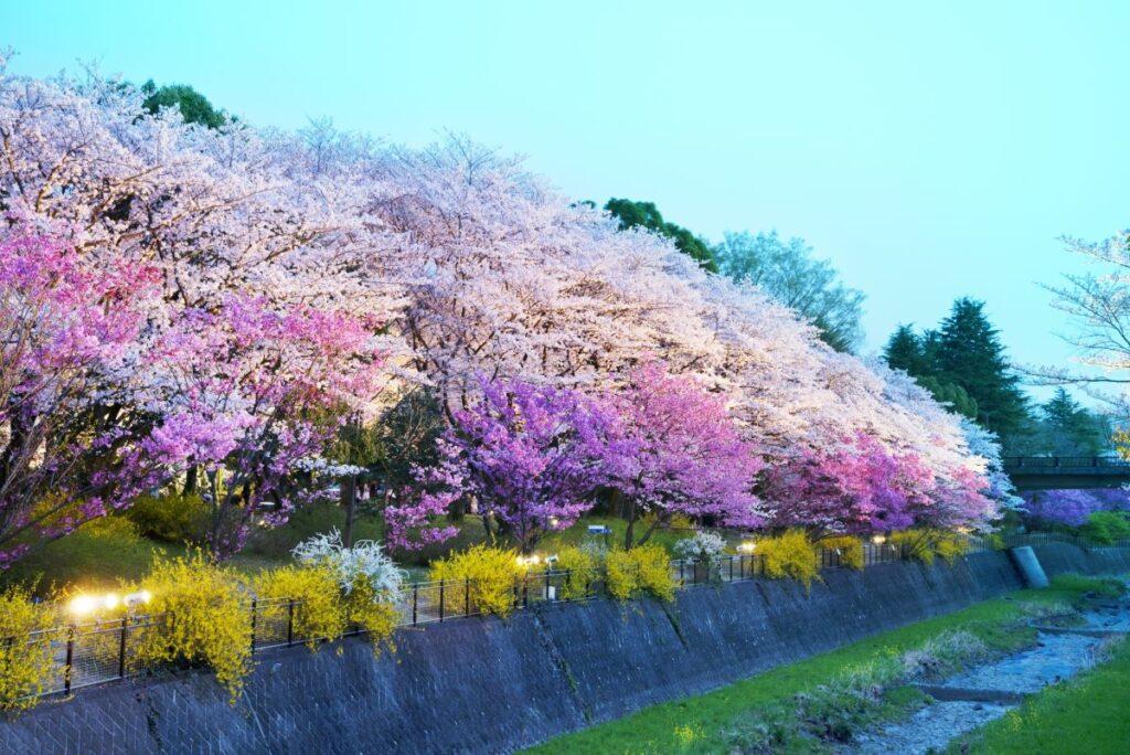 Showa Kinen Park Cherry blossom