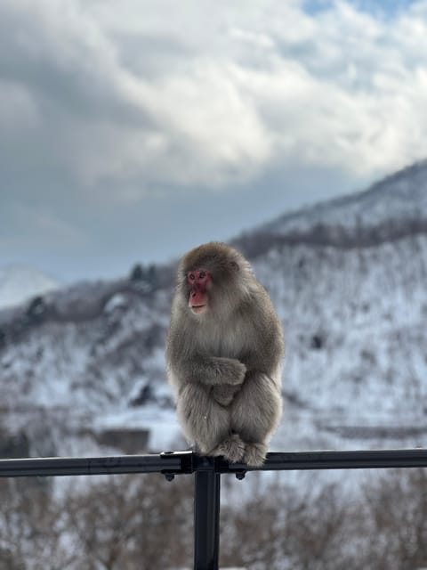 A Memorabele Snow Monkey Park and Zenkoji Temple Tour - Just The Basics