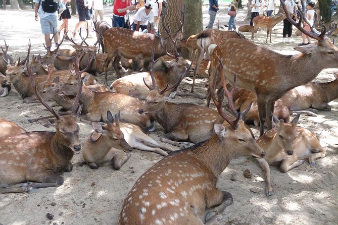 All Must-Sees in 3 Hours - Nara Park Classic Tour! From JR Nara! - Key Takeaways