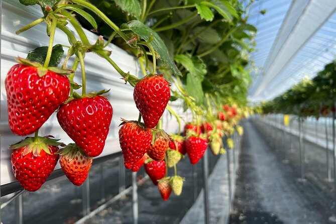 All You Can Eat Strawberry Picking in Izumisano, Osaka - Key Takeaways