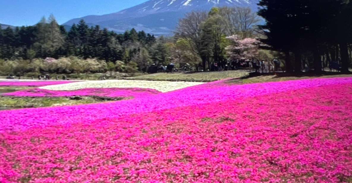 From Tokyo/Yokohama: Mount Fuji Private Tour With Pickup - Just The Basics