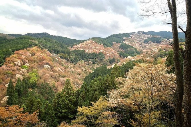 Full-Day Private Guided Tour in a Japanese Mountain: Yoshino, Nara - Key Takeaways