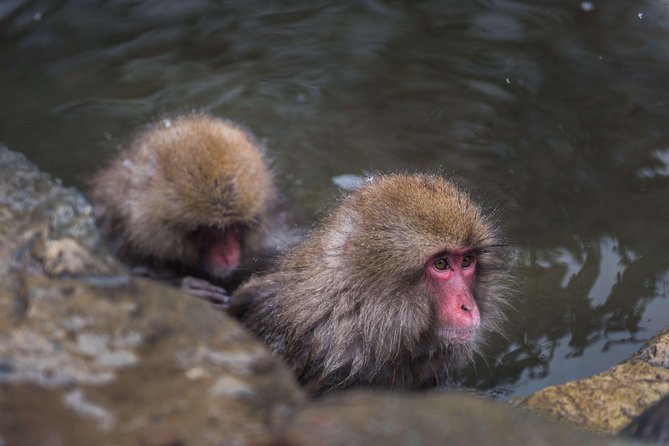 Full-Day Private Nagano Tour: Zenkoji Temple, Obuse, Jigokudani Monkey Park - Key Takeaways