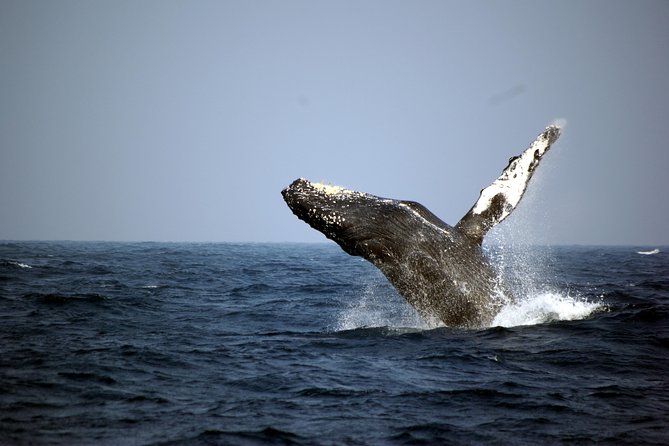 Great Whale Watching at Kerama Islands and Zamami Island - Key Takeaways