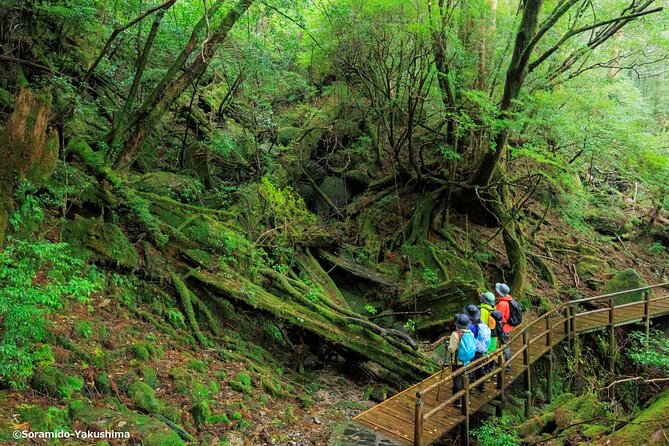 Half Day Walking Tour in Yakusugi Land - Key Takeaways