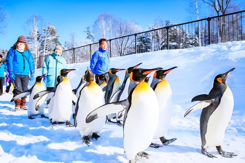 Hokkaido: Asahiyama Zoo, Furano, and Ningle Terrace Tour - Key Takeaways