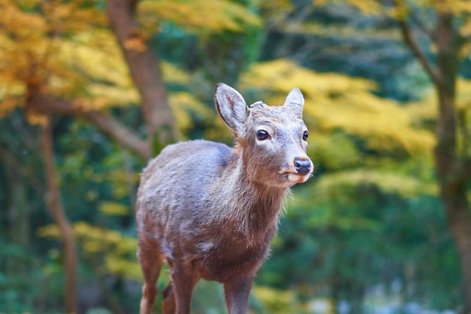 Japan Autumn & Winter Illuminations Discovery Tour (12 Days) - Just The Basics