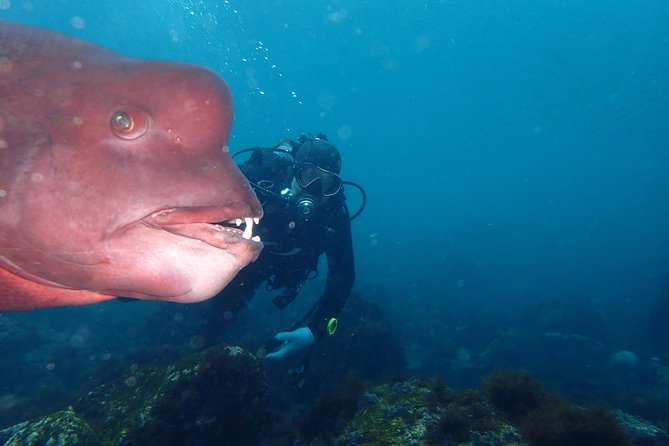 Lets Enjoy Scuba Diving in Izu Oceanic Park Izu Peninsula for Certificate Diver - Key Takeaways