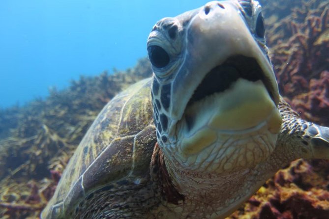 [Miyakojima, Diving Experience] Fully Private for Groups of 2 or More. Encounter Sea Turtles and Sharks Occasionally - Key Takeaways