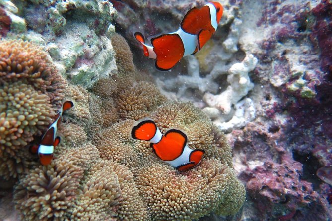 [Miyakojima Snorkel] Private Tour From 2 People Enjoy From 3 Years Old! Enjoy Nemo, Coral and Miyako - Key Takeaways