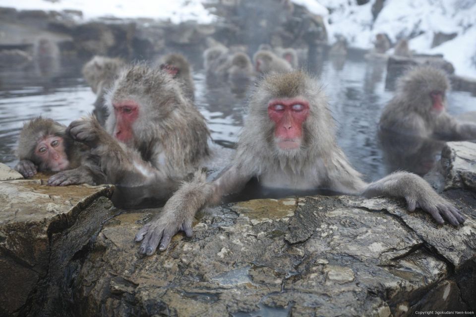 Nagano: Private Transfer Between Station & Snow Monkey Park - Just The Basics