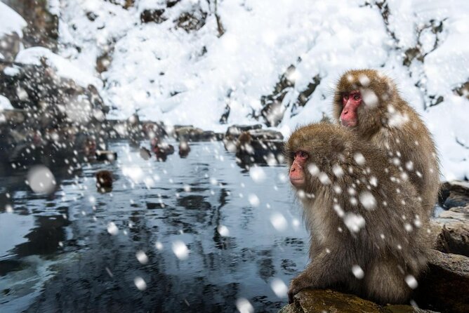 Nagano Winter Special Tour "Snow Monkey and Snowshoe Hiking"!! - Key Takeaways