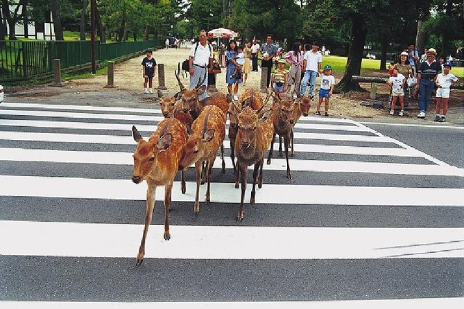 Nara Afternoon Tour - Todaiji Temple and Deer Park From Kyoto - Key Takeaways