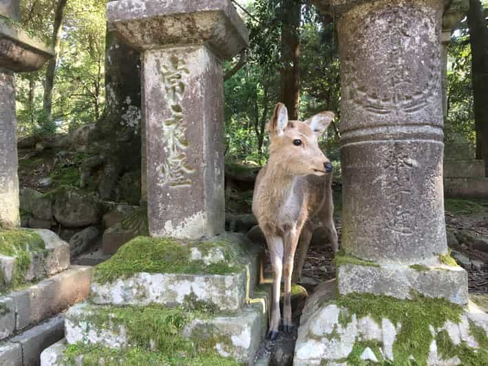 Nara: Half-Day Private Guided Tour - Key Takeaways