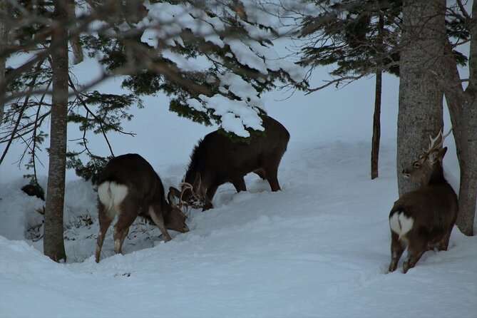 Night Hike in Shiretoko National Park With Snowshoe - Key Takeaways