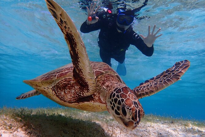 [Okinawa Miyako] [1 Day] Pumpkin Limestone Caving & Sea Turtle Snorkeling - Key Takeaways