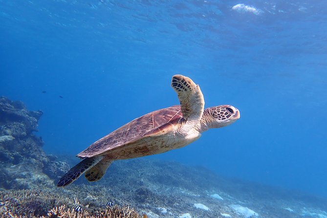 [Okinawa Miyako] Swim in the Shining Sea! Sea Turtle Snorkeling - Key Takeaways