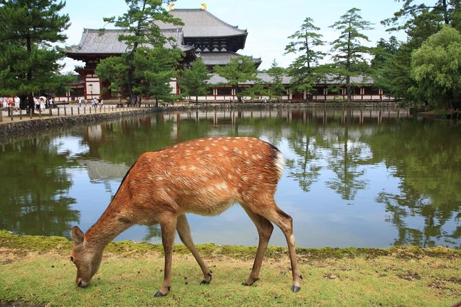 Private Kyoto-Nara Tour From Osaka With Hotel Pickup and Drop off - Key Takeaways