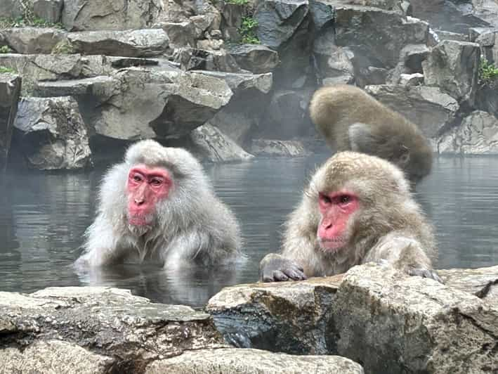 Shuttle Van Tour Snow Monkey Park, or SMP. & Karuizawa Mall - Just The Basics