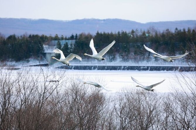 Snow View Rafting With Watching Wildlife in Chitose River - Key Takeaways