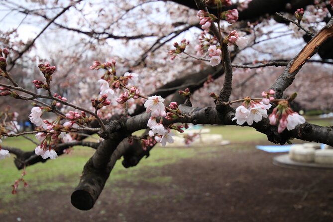 Tokyo Hikarigaoka Park Photo Shooting - Just The Basics