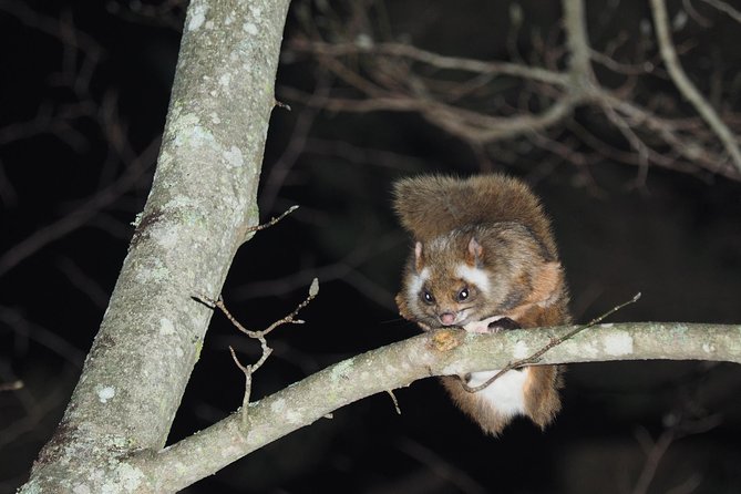 Wild Japanese Flying Squirrel Watching Tour in Nagano - Key Takeaways