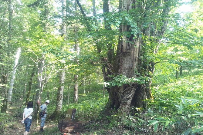 Yakusugi Cedar Forest Walking Tour on Yakushima Island - Key Takeaways